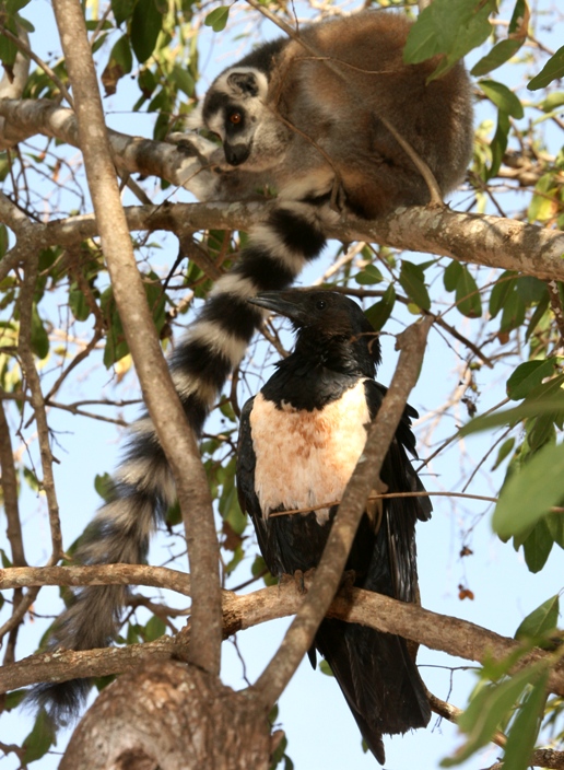 madagascar